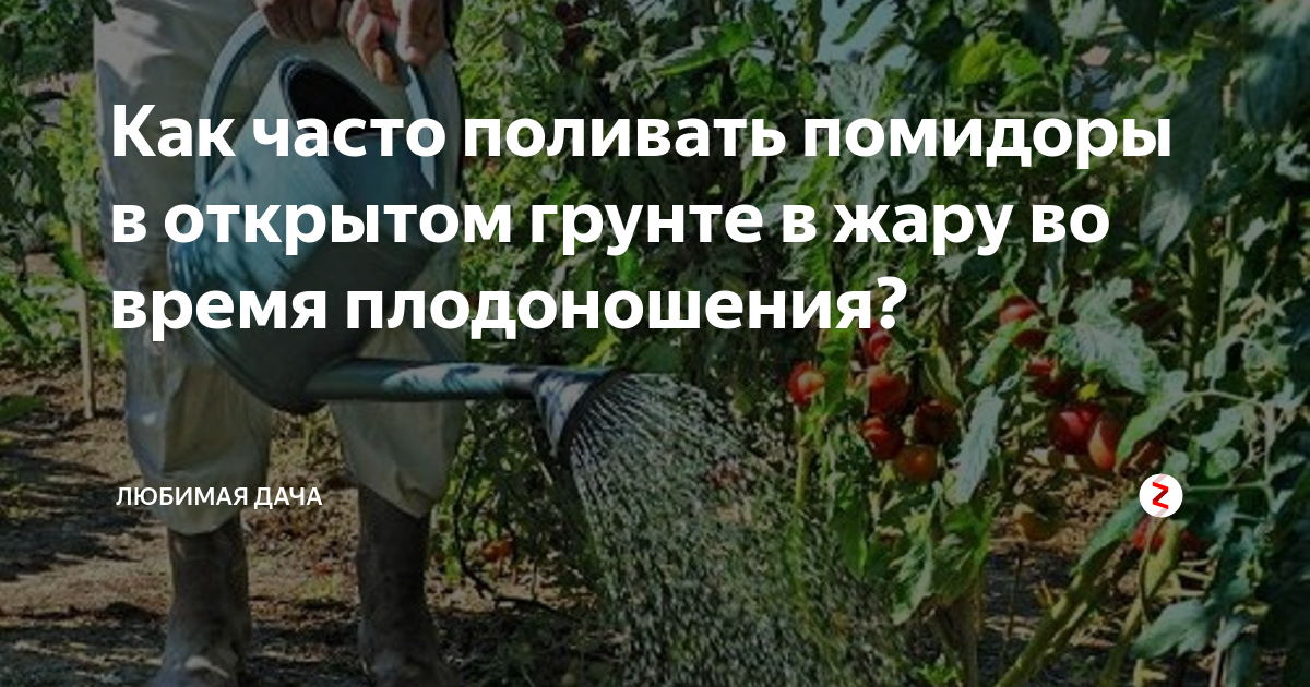 Полив помидор в жаркую погоду. Как часто поливать помидоры в открытом грунте в жару. Как часто поливать томаты в открытом грунте в жару. Правильный полив помидоров в открытом грунте. Жара для помидоров в открытом грунте.