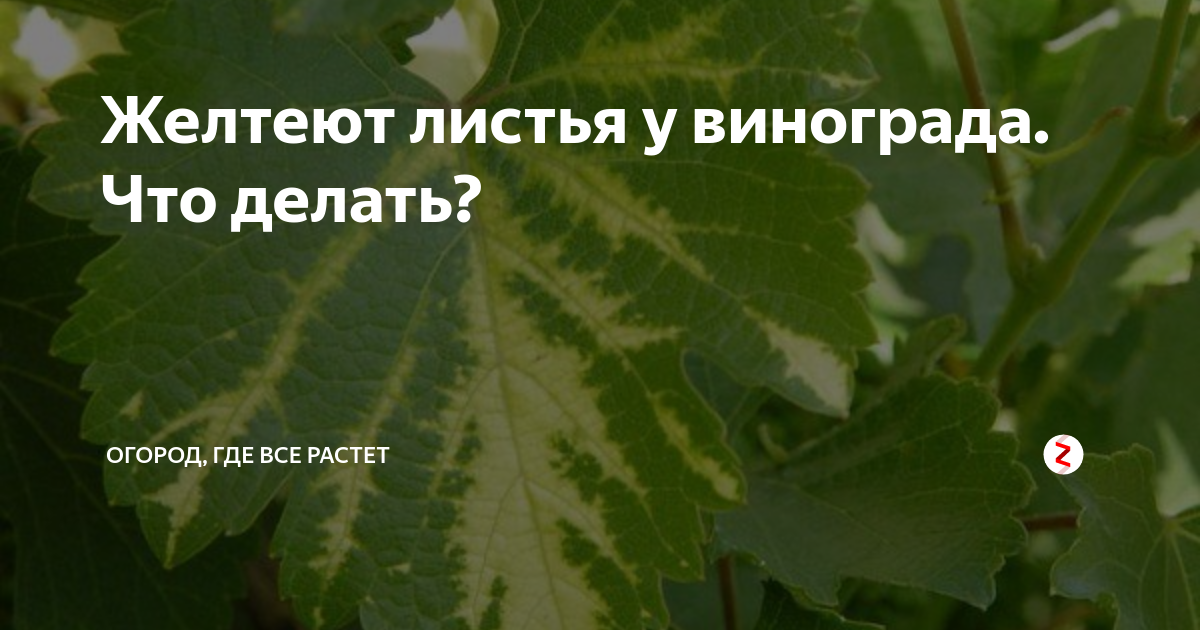 Желтеют листья винограда. Желтеют листья винограда причина. У винограда желтеют листья в июне. У винограда желтеют листья что делать. Желтеют листья винограда причина в июне.