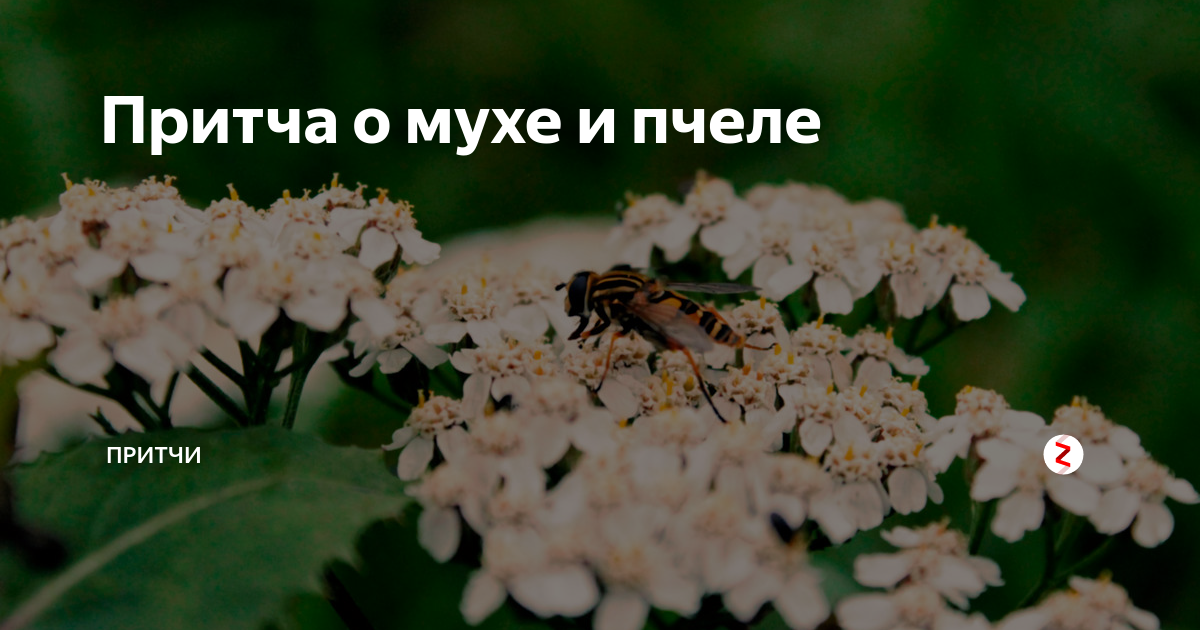 Притча про муху и пчелу. Притча про муху и пчелу