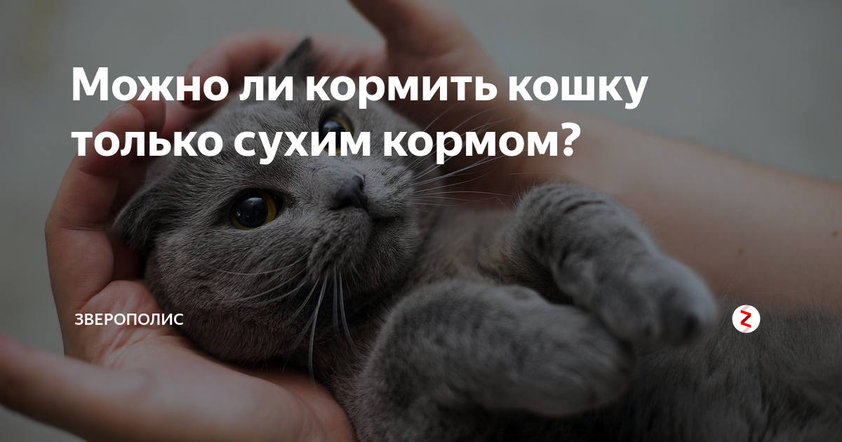 Можно ли кормить кошку только сухим кормом? | Зверополис. Ольга ...