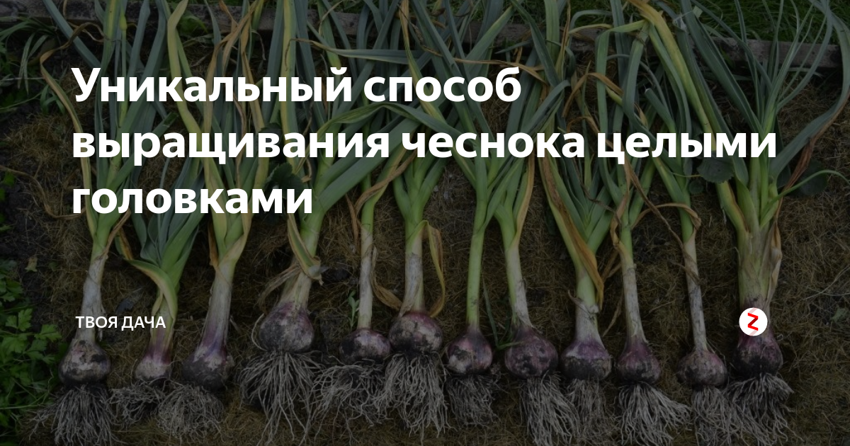 Уникальный способ выращивания чеснока целыми головками | Твоя Дача | Дзен