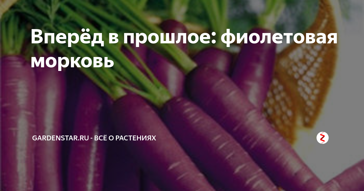 Вперёд в прошлое: фиолетовая морковь | gardenstar.ru - Всё о растениях ...