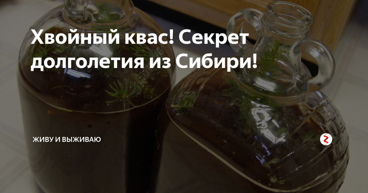 Хвойный квас на медной воде. Хвойный квас. Хвойный квас чудо бальзам для здоровья и долголетия. Квас из хвои сосны. Хвойный квас Родимина.