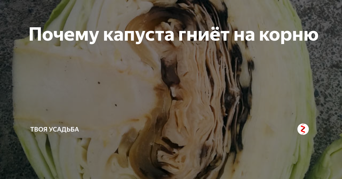 Борьба с яблоневой плодожоркой. Питиозная гниль картофеля. Почему изнутри гниют. Красивое гнилое яблоко. Фузариозная гниль яблок.