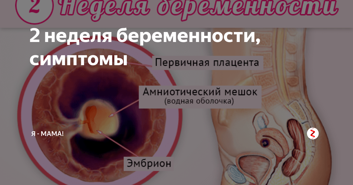 Две недели беременности симптомы. Симптомы беременности на 2 недели. Симптомы беременности на второй неделе. Признаки беременности на 2-3 недели. Отзывы первые недели беременности