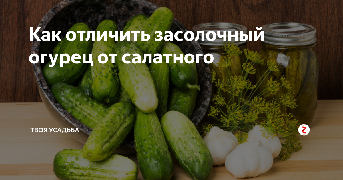 20 популярных сортов и гибридов огурцов для засолки и консервирования Cucumber, 