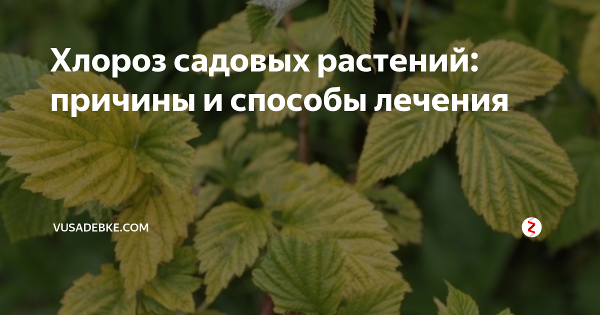Хлороз растений причины и лечение фото Пин на доске ОГОРОД, ОПЫТ