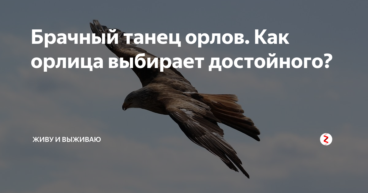 Орел птица арт. Орел птица. Орлы выбирают пару. Как орлица выбирает себе отца для своих орлят. Как орлица выбирает орла?.