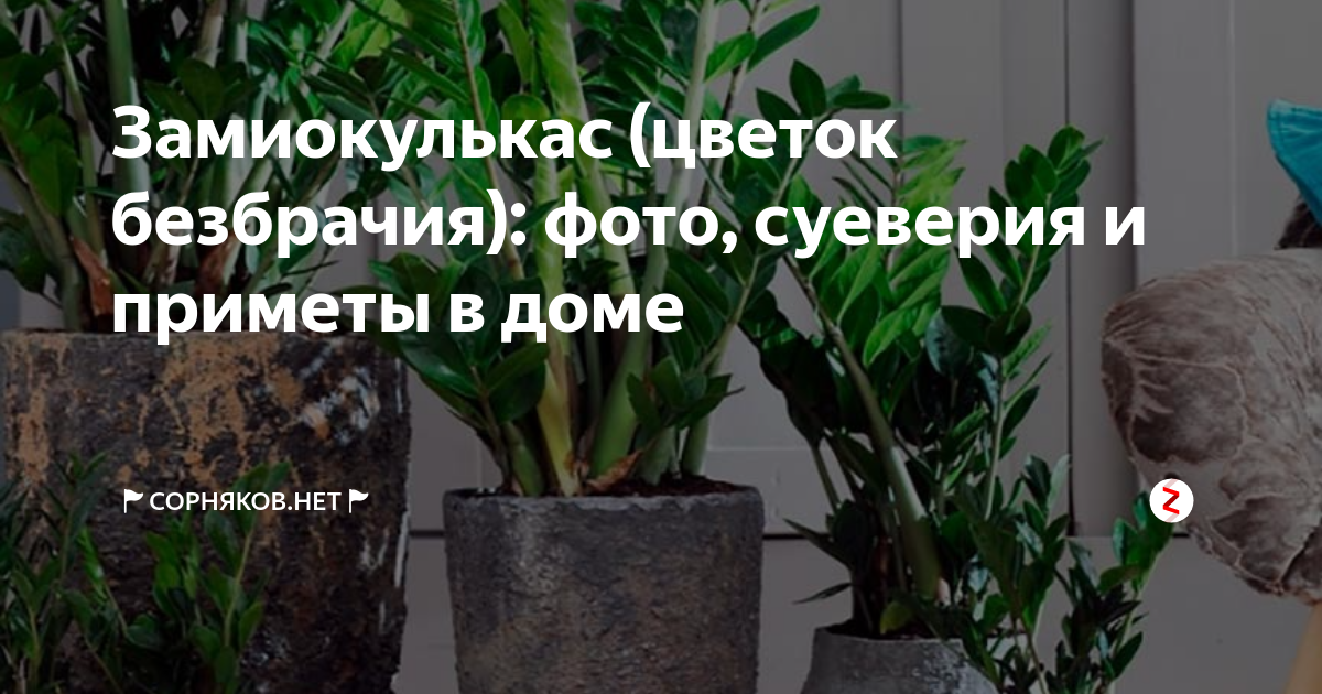 Долларовое дерево уход в домашних условиях фото приметы и суеверия для дома