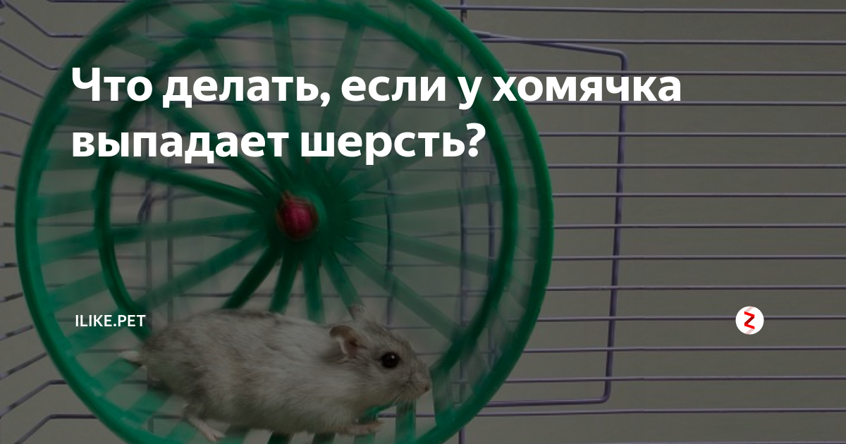 Недостаток света и вентиляции: проблемы кожи и шерсти