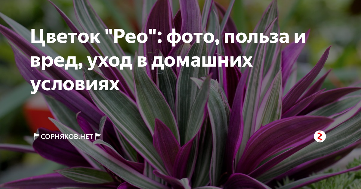 Болезни традесканции Рео