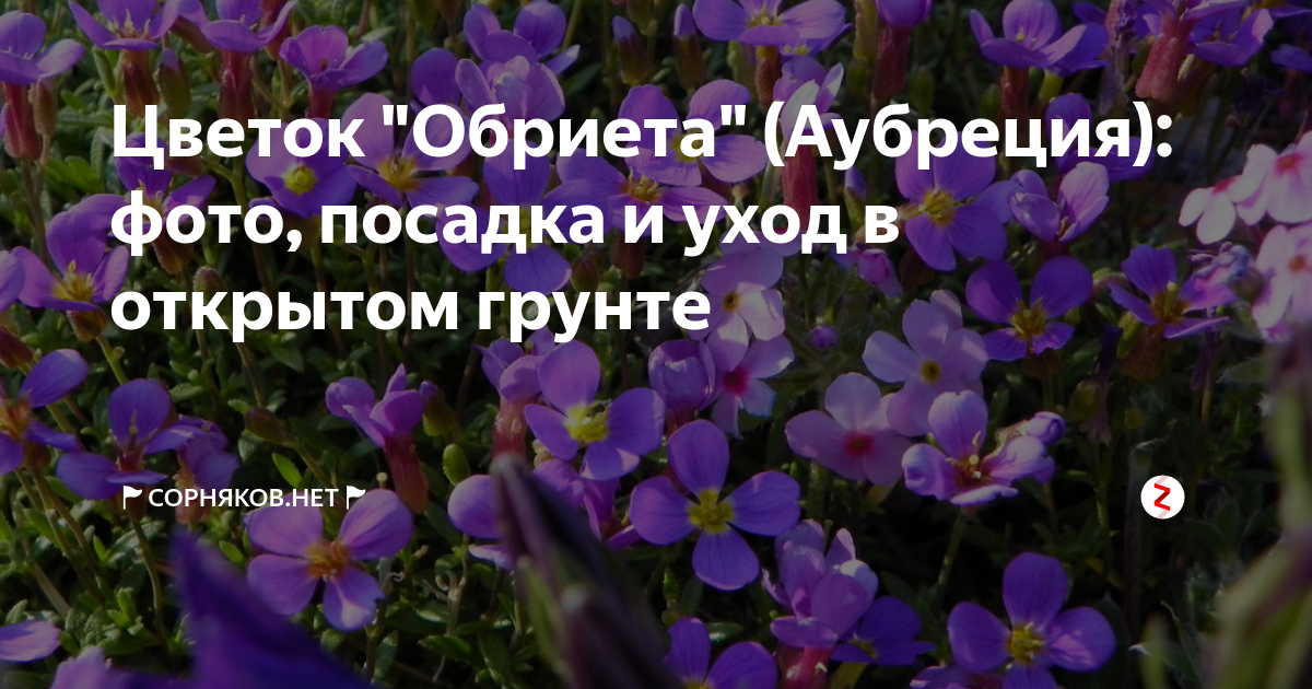 Обриета или аубреция: всё о растении, посадка и уход