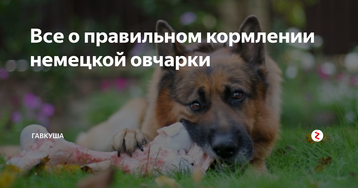 Сколько раз кормить овчарку взрослую в день. Чем кормить овчарку. какие продукты нельзя давать овчаркам.