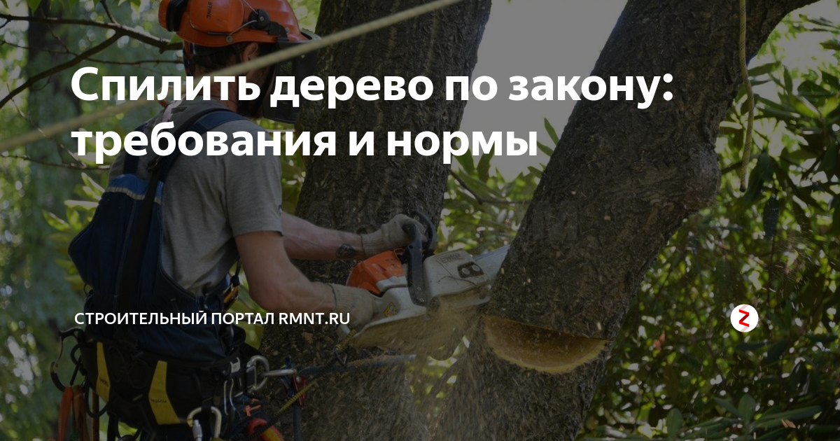 Спил деревьев закон. Надписи на спилах дерева. Спил деревьев визитка. Лестница на дерево для спиливания. Спил деревьев реклама