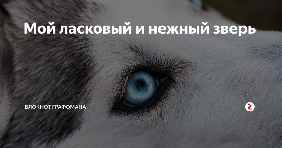 Я ласковый нежный зверь прикол. Премия «мой ласковый и нужный зверь». Мой нежный зверь отзывы малый.