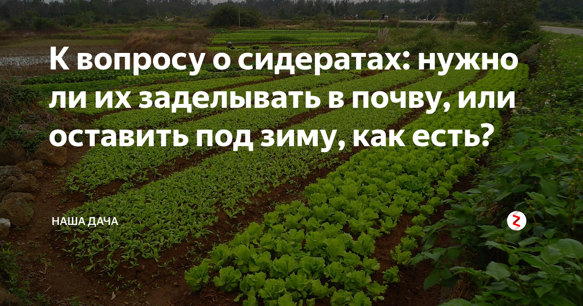 Что такое сидераты на огороде фото и названия для чего они нужны