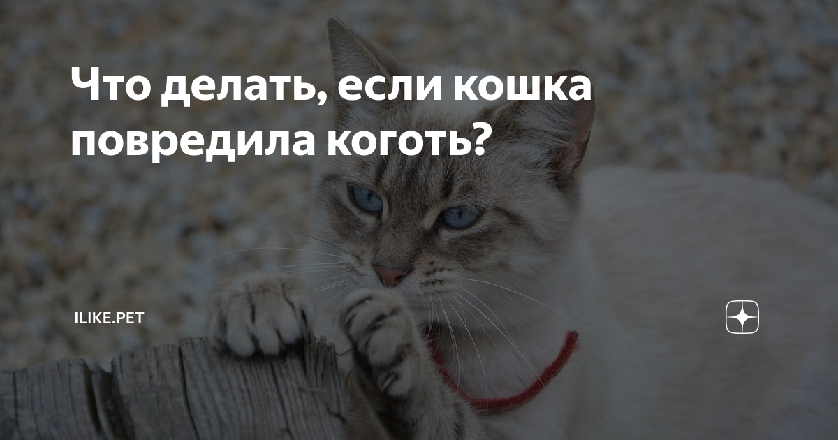 Что делать, если кошка повредила коготь? | ZOO CHANNEL | Дзен