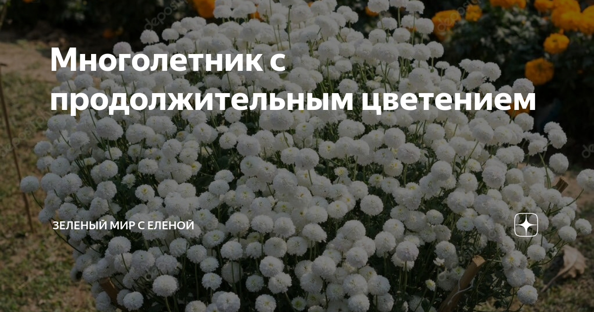 Многолетник с продолжительным цветением | ЗЕЛЕНЫЙ МИР С ЕЛЕНОЙ | Дзен