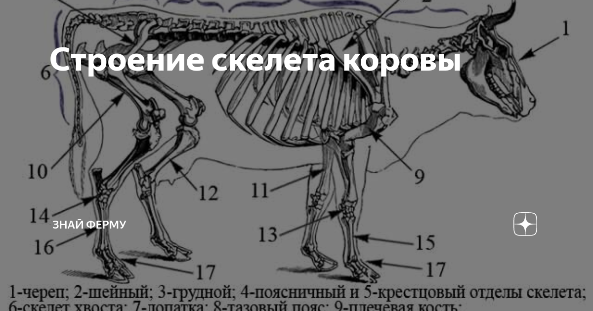 Строение скелета коровы | Знай ферму | Дзен