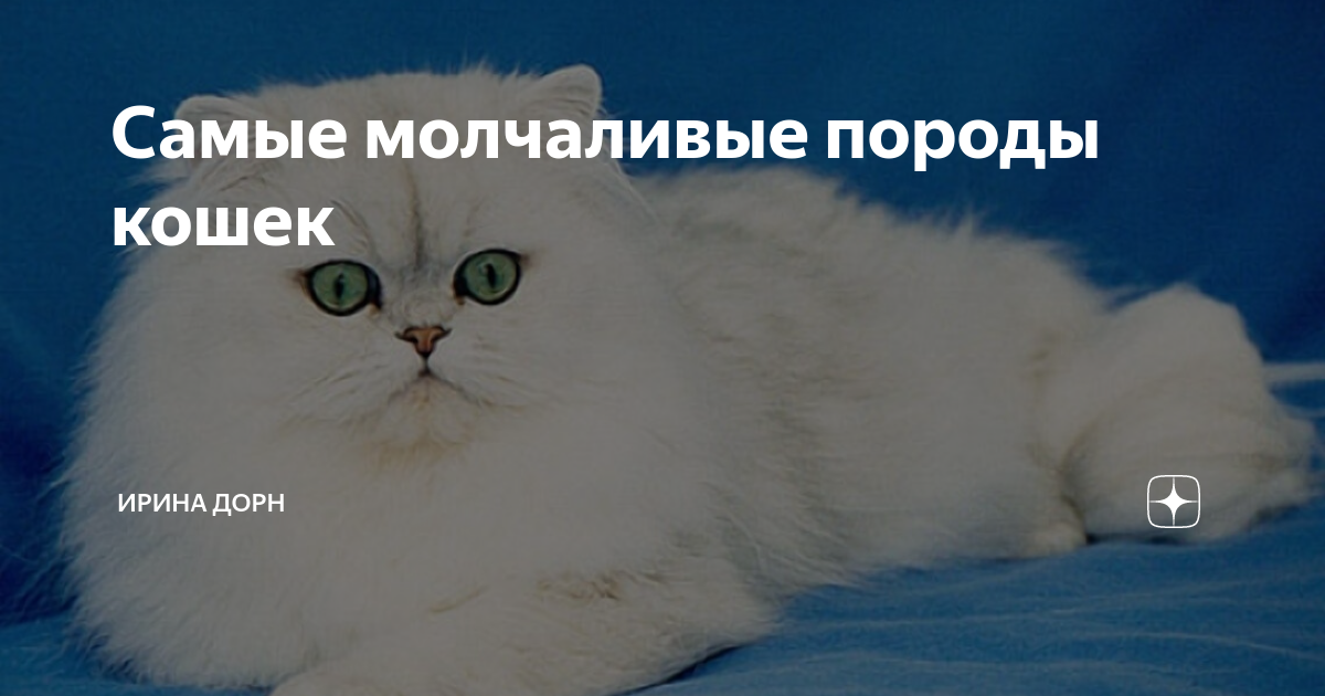 самый молча. самая молчаливая порода собак. книги это самые тихие и верные друзья кто сказал. книги это самые тихие и верные друзья автор. книги самые молчаливые и самые верные друзья.