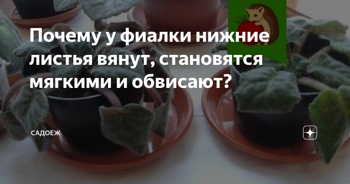 Основные причины скручивания листьев