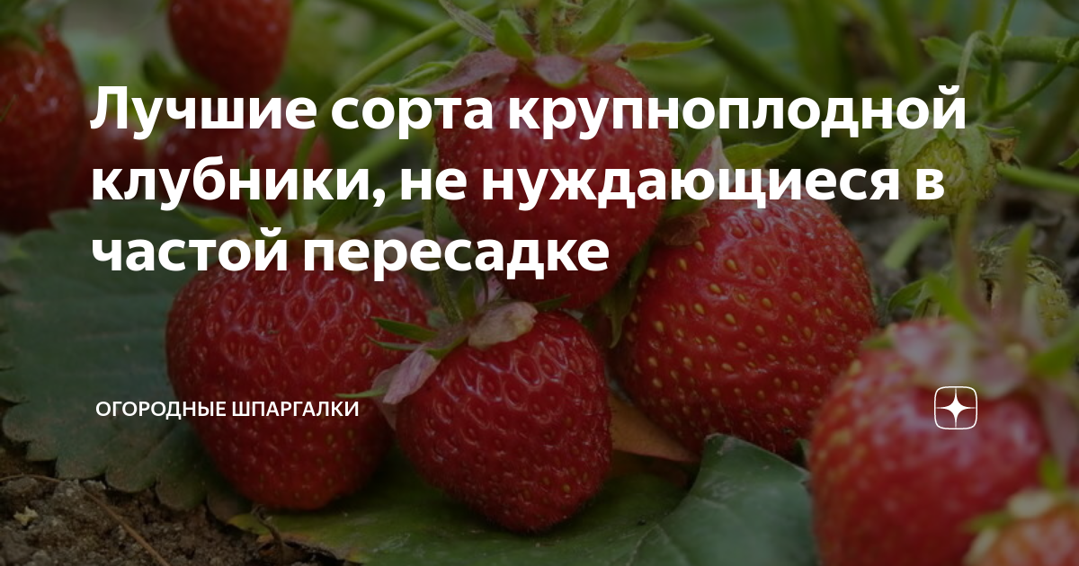 Лучшие сорта крупноплодной клубники, не нуждающиеся в частой пересадке ...