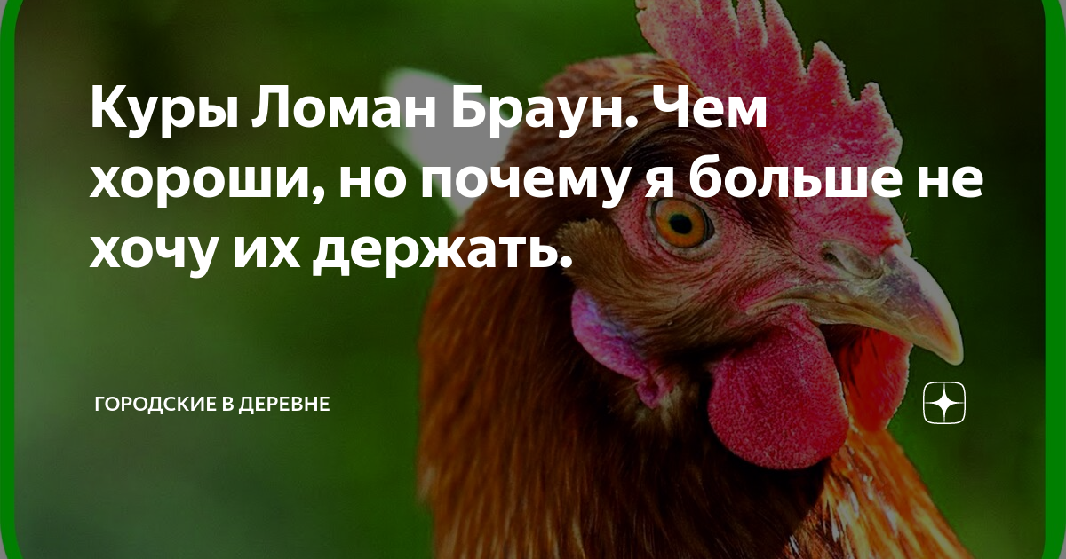 Куры Ломан Браун. Чем хороши, но почему я больше не хочу их держать ...
