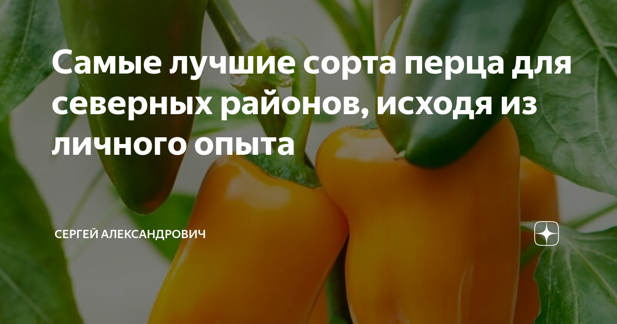 Как получить богатый урожай перцев. Как формировать перец. Перец в ящике. Чем подкормить перец на цвету.