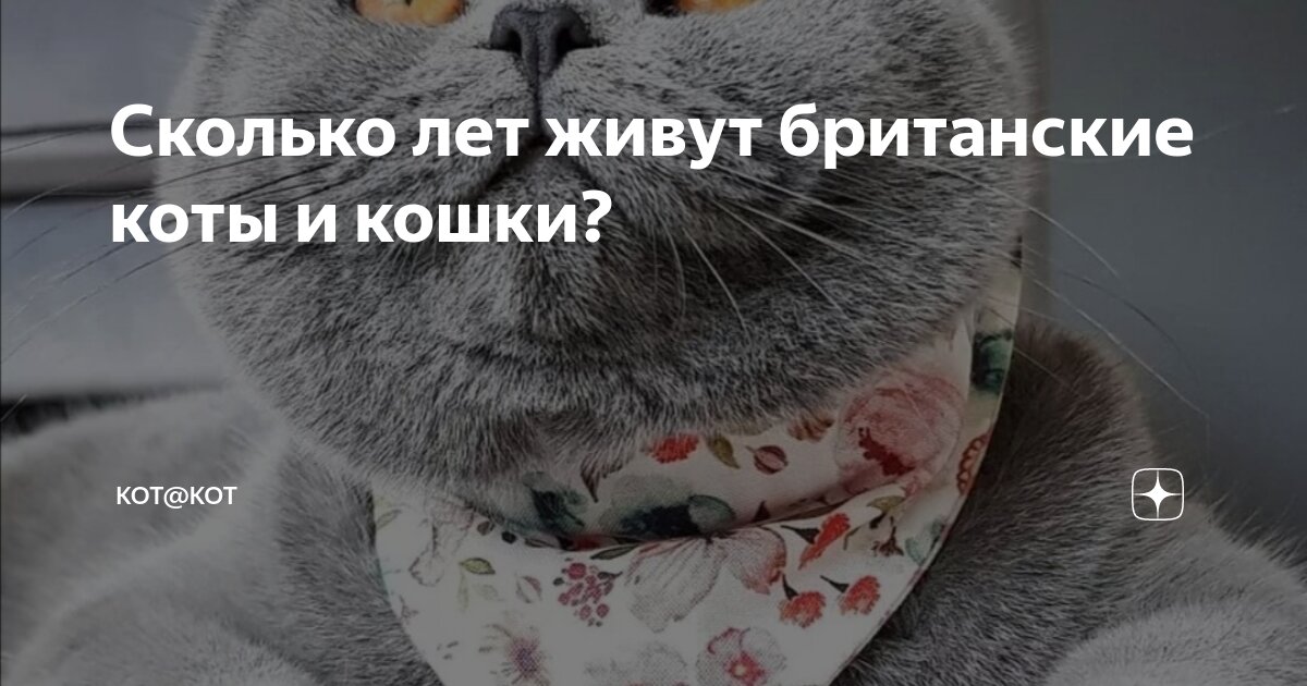 сколько лет живут уличные коты