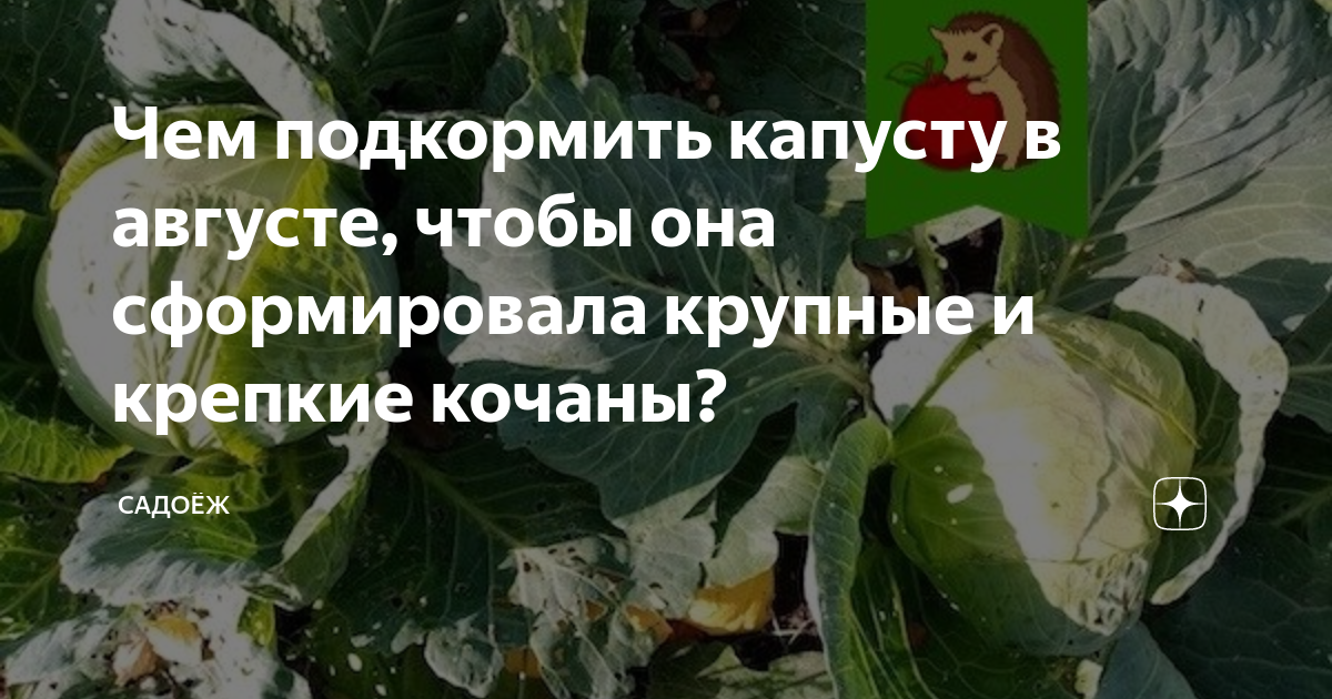 когда в августе можно солить капусту