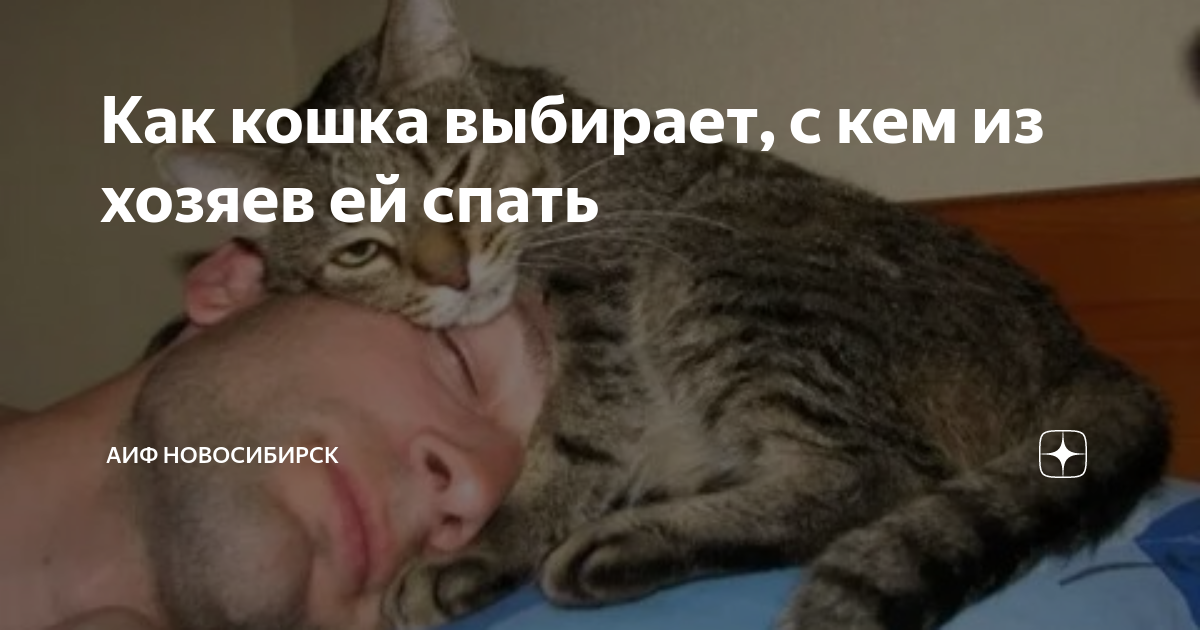 Как кошка выбирает, с кем из хозяев ей спать | АиФ - Новосибирск | Дзен