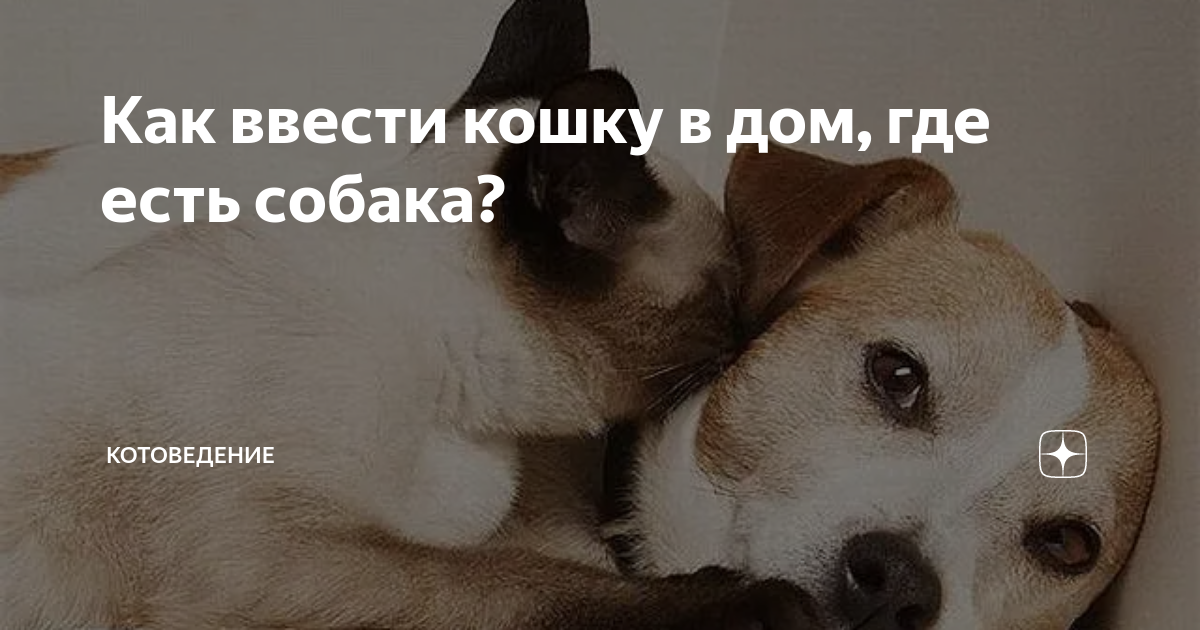 Кошки россии под санкциями. Дегельминтизация домашних животных. Укол кошке внутримышечно схема. Чипирование собак. Шприц для инъекций кошке.