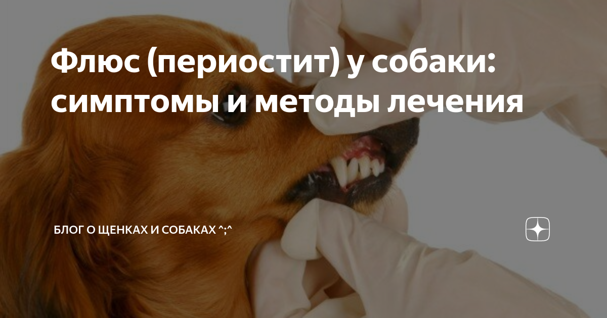 Флюс у собаки фото - PhotoDnya.ru