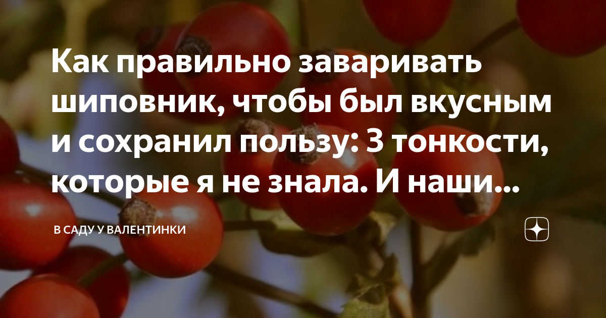 Как правильно заваривать шиповник и пить. Как заваривать шиповник. Как заварить шиповник пропорции. Как правильно заваривать шиповник сушеный чтобы сохранить витамины. Как заварить шиповник в термосе пропорции