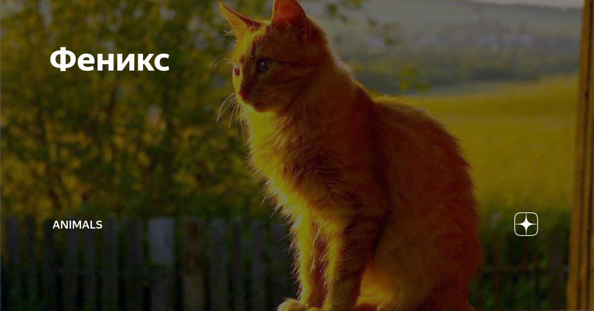 энималс дзен канал