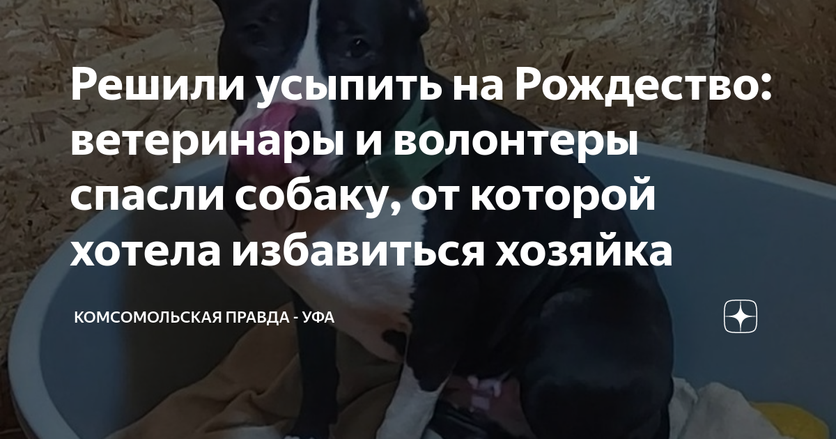 Решили усыпить на Рождество: ветеринары и волонтеры спасли собаку, от ...
