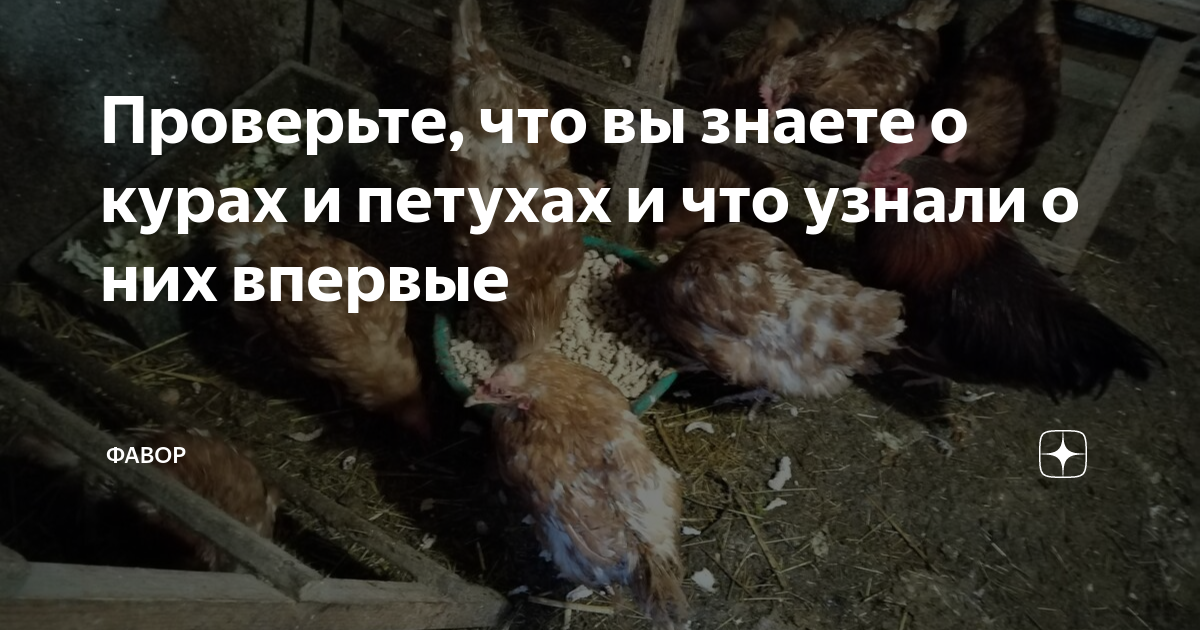 Проверьте, что вы знаете о курах и петухах и что узнали о них впервые ...