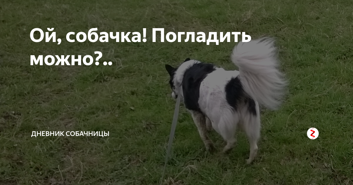 Ой собаки. Можно погладить собаку. Собака просит погладить. ..А можно щеночка погладить. Извините а можно собачку погладить