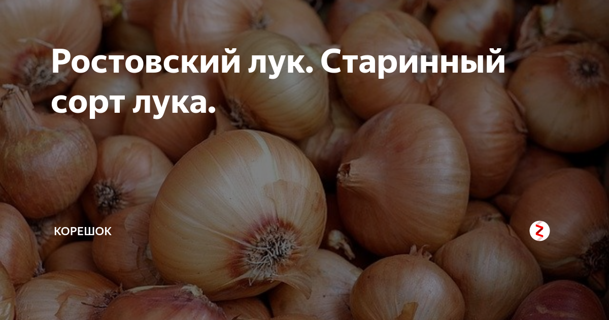Ростовский лук. Старинный сорт лука. | корешок | Дзен