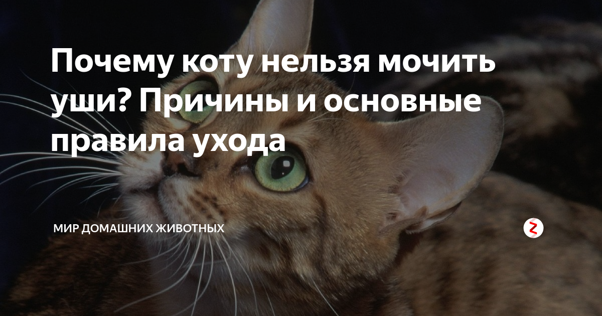 Как объяснить котенку что нельзя. Невозможный кот. Почему котам нельзя мочить уши. Кот нельзя. Кот запрещает.