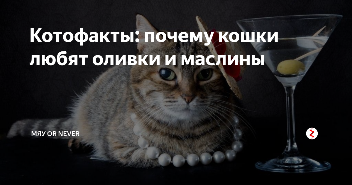 Коты любят оливки. Кот и оливки. почему кот любит маслины. оливки коту нравятся почему. почему кошки любят оливки и маслины.