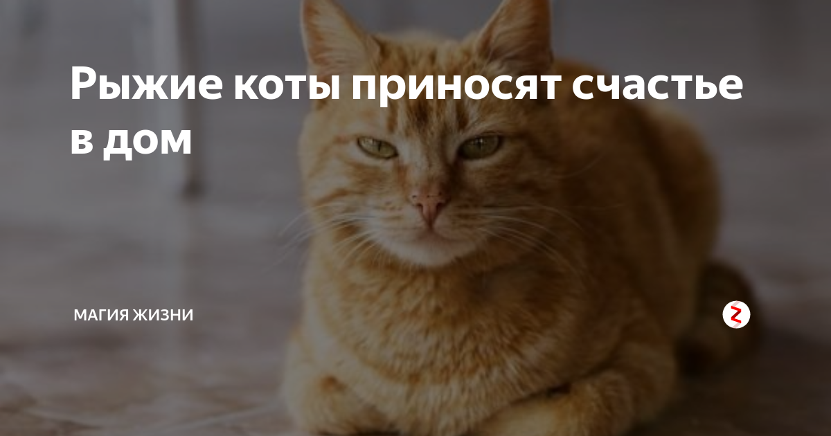 Принеси кота. Рыжий кот это счастье в дом. Рыжие коты приносят. Рыжие коты приносят счастье. Рыжий кот примета счастья.