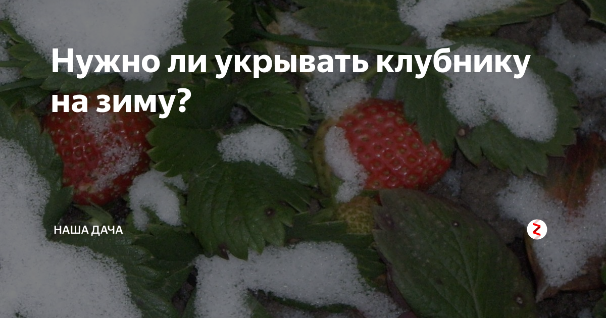 Укрытие земляники на зиму. Надо накрывать клубнику на зиму. Как укрыть клубнику на зиму. Схема укрытия клубники на зиму. От чего защитит землянка зимой.