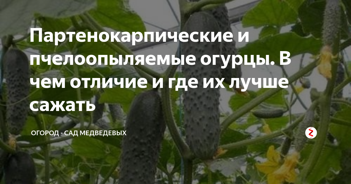 Исследование основ принципов партенокарпии