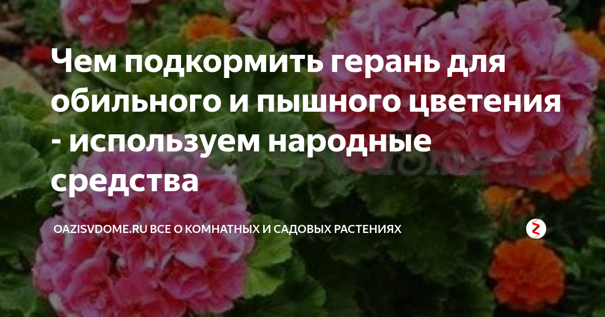 Чем подкормить герань для пышного цветения. Удобрение для герани для обильного цветения. Чем подкормить герань для обильного цветения. Подкормки для пышного цветения пеларгонии. Герань подкормка для пышного цветения.