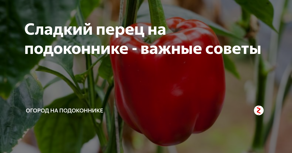 Сладкий перец на подоконнике - важные советы | Огород на подоконнике | Дзен