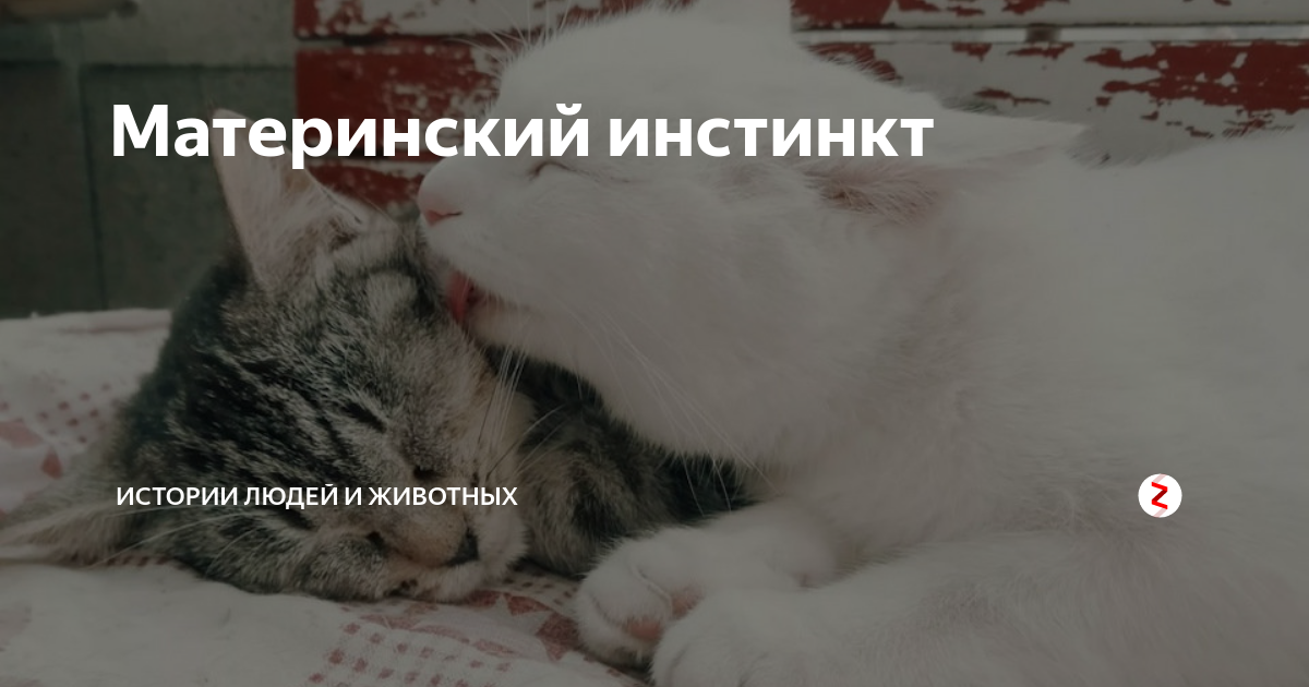 Материнский инстинкт | Истории Людей и Животных | Дзен