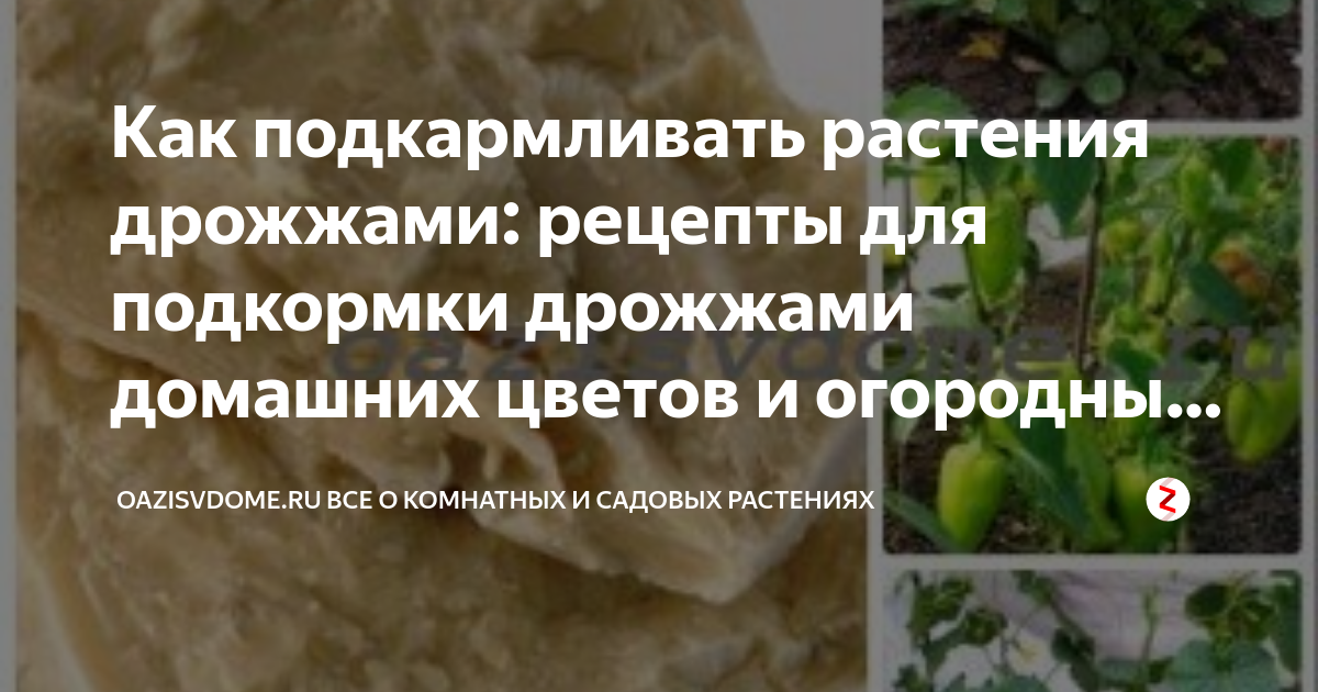 Подкормка дрожжами помидоры и огурцы рецепт. Подкормка дрожжами растений. Дрожжи растение. Дрожжевая подкормка для растений. Удобрение дрожжами рецепт.