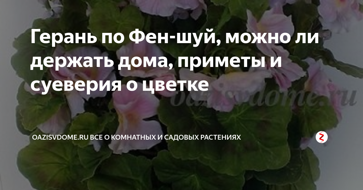 Приметы и суеверия про герани. Герань приметы. Пеларгония приметы. Цветок герань приметы.