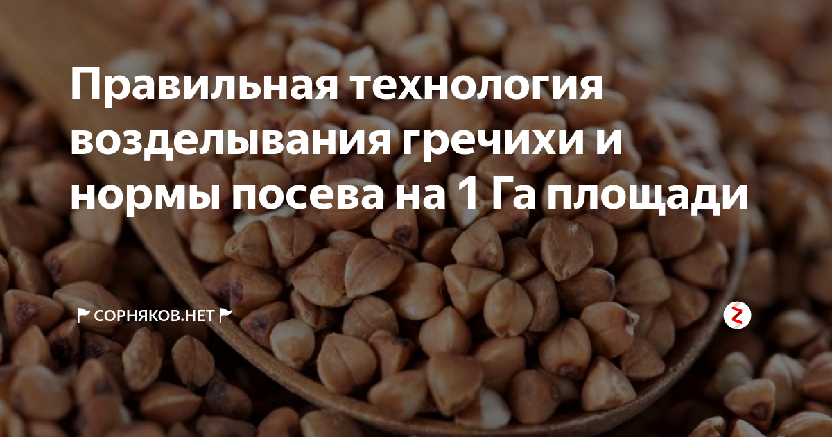 Правильная технология возделывания гречихи и нормы посева на 1 Га ...